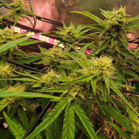 Gold Glue growlog timeline photo