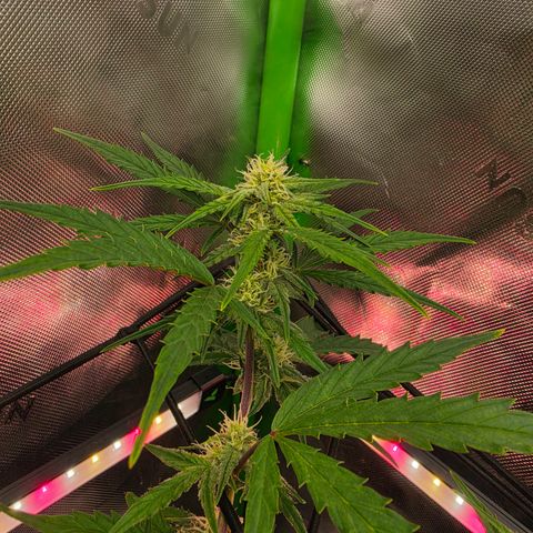 Gold Glue growlog timeline photo