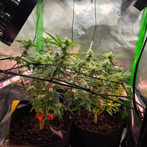 Gold Glue growlog timeline photo