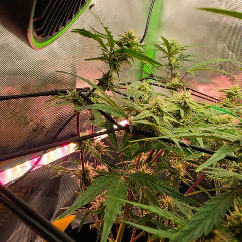 Gold Glue growlog timeline photo