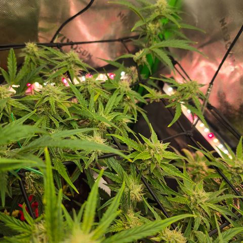 Gold Glue growlog timeline photo