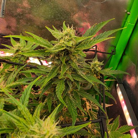 Gold Glue growlog timeline photo