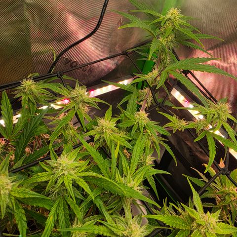 Gold Glue growlog timeline photo