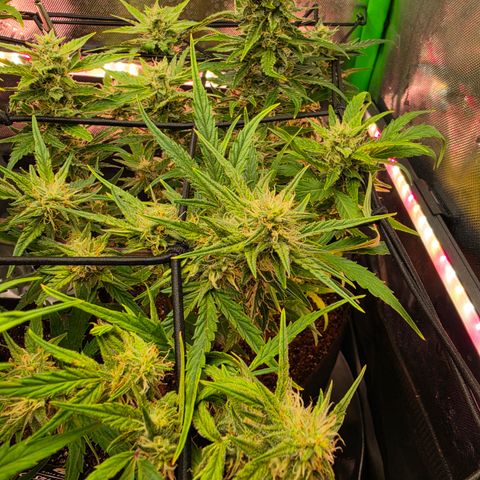 Gold Glue growlog timeline photo