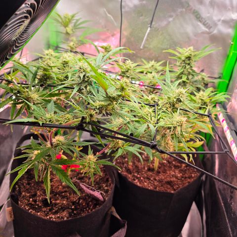 Gold Glue growlog timeline photo