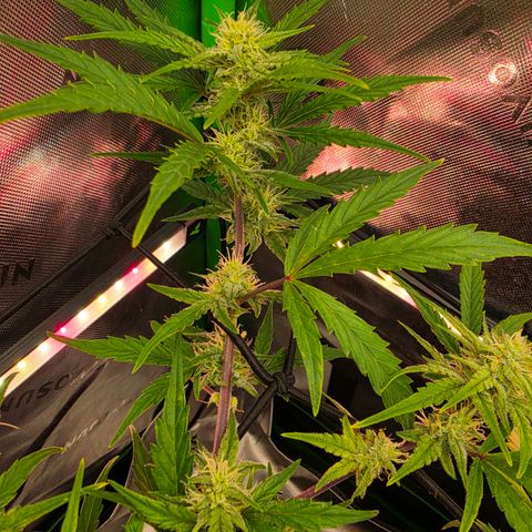 Gold Glue growlog timeline photo