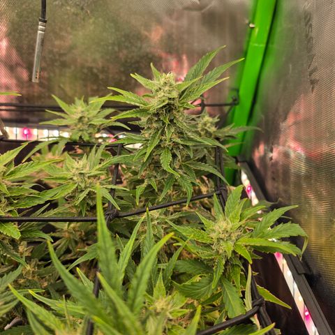 Gold Glue growlog timeline photo