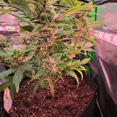 Gold Glue growlog timeline photo