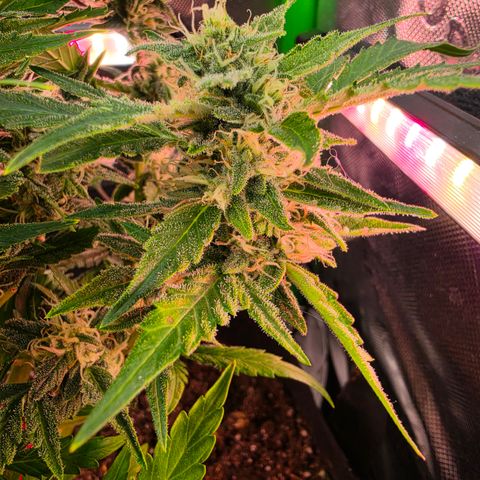 Gold Glue growlog timeline photo