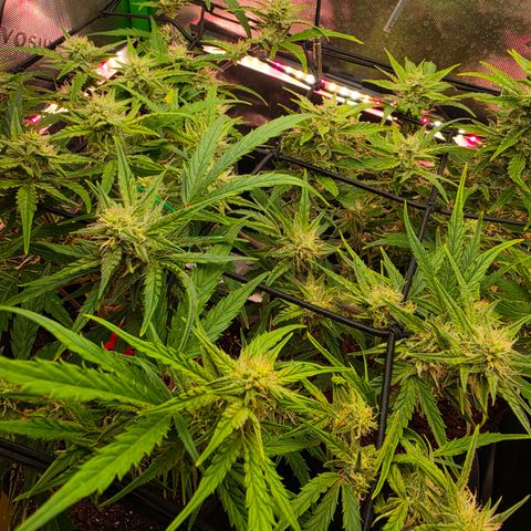 Gold Glue growlog timeline photo