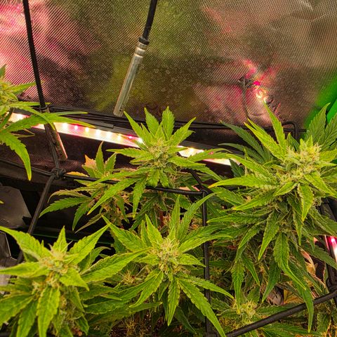 Gold Glue growlog timeline photo