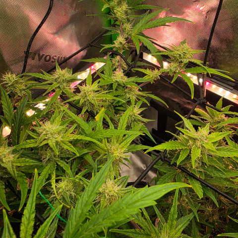 Gold Glue growlog timeline photo