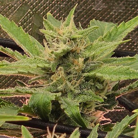 Gold Glue growlog timeline photo