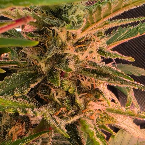 Gold Glue growlog timeline photo