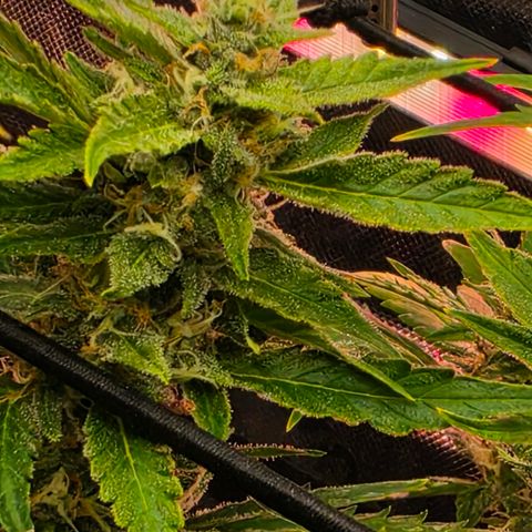 Gold Glue growlog timeline photo