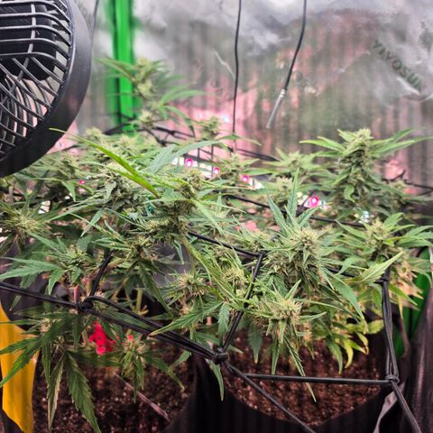Gold Glue growlog timeline photo