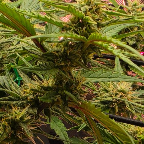 Gold Glue growlog timeline photo