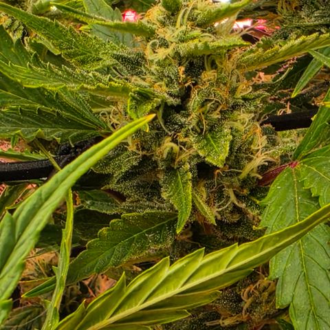 Gold Glue growlog timeline photo