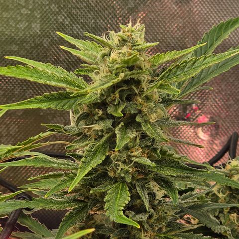 Gold Glue growlog timeline photo