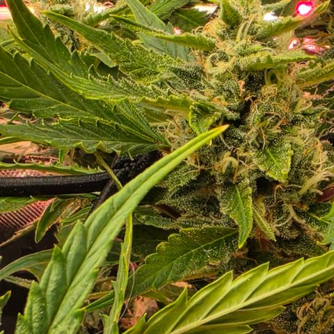 Gold Glue growlog timeline photo