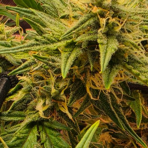 Gold Glue growlog timeline photo