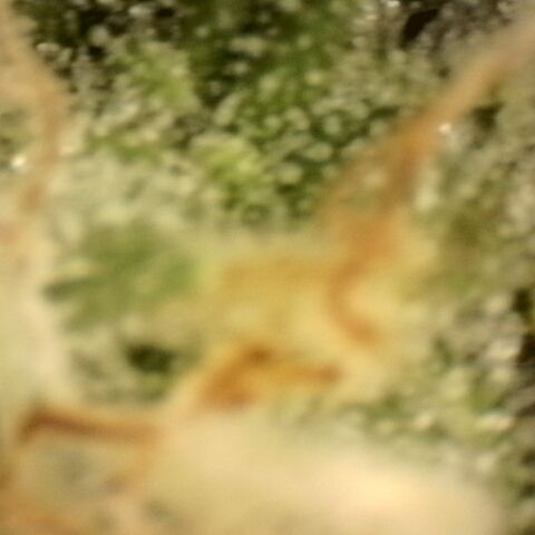 Gold Glue growlog timeline photo