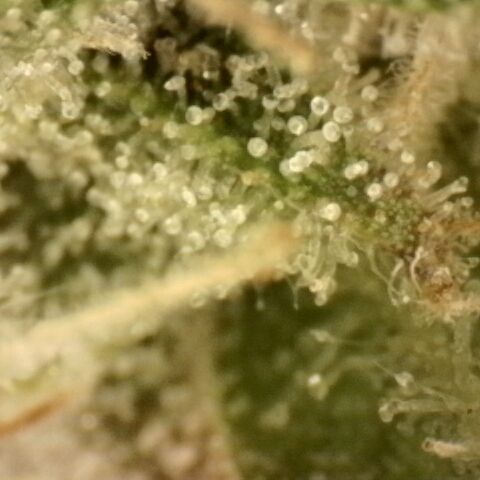Gold Glue growlog timeline photo