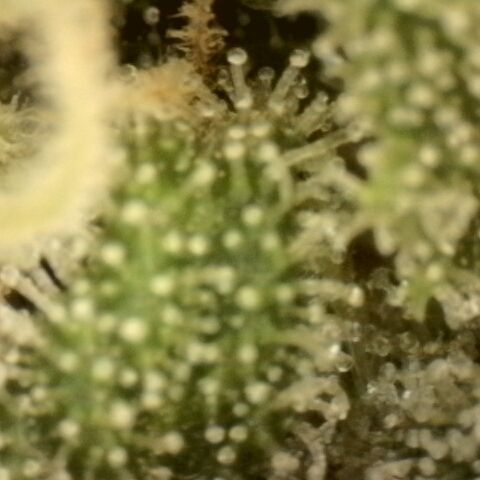 Gold Glue growlog timeline photo