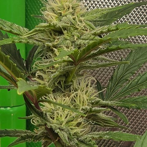Gold Glue growlog timeline photo