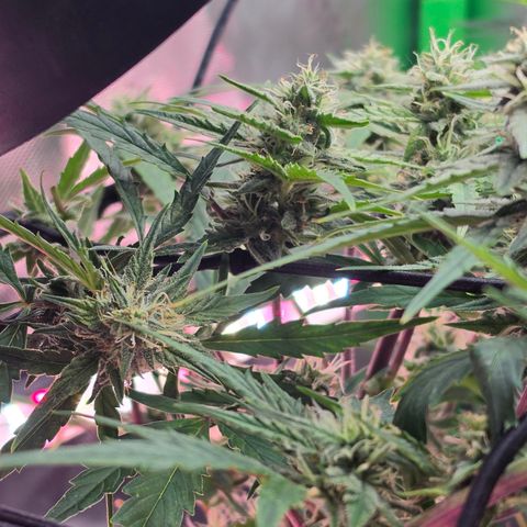Gold Glue growlog timeline photo