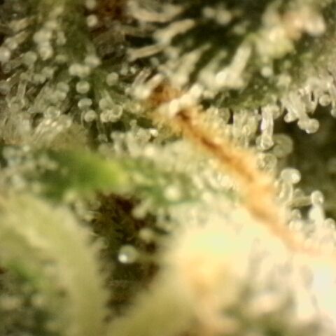 Gold Glue growlog timeline photo