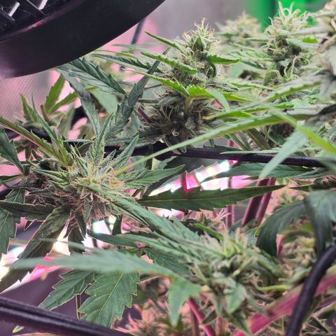 Gold Glue growlog timeline photo