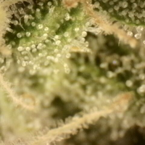 Gold Glue growlog timeline photo