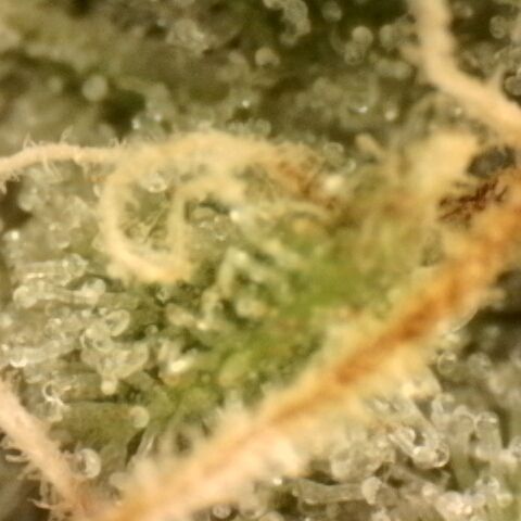 Gold Glue growlog timeline photo