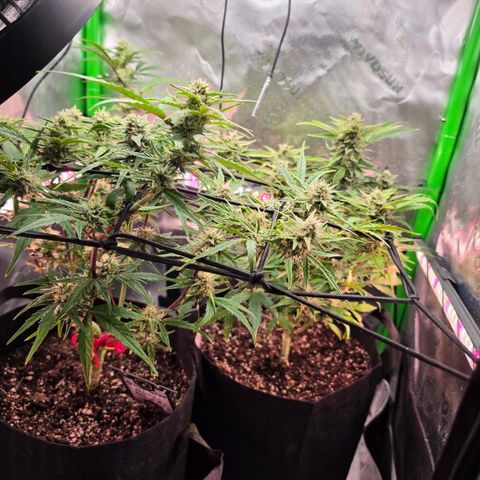 Gold Glue growlog timeline photo
