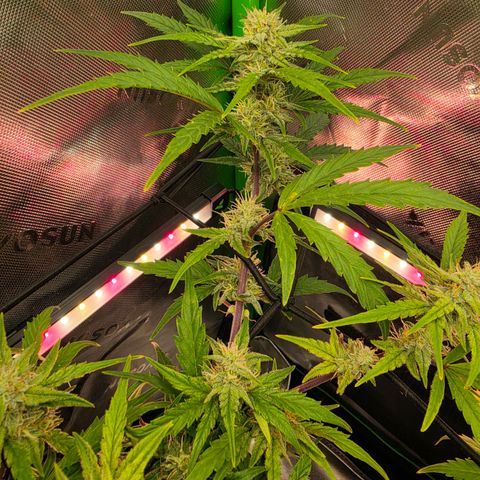 Gold Glue growlog timeline photo
