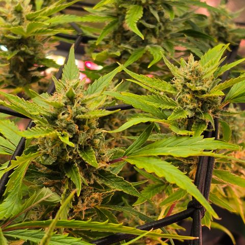 Gold Glue growlog timeline photo