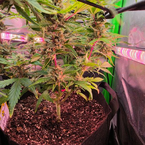 Gold Glue growlog timeline photo