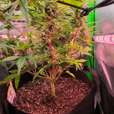 Gold Glue growlog timeline photo