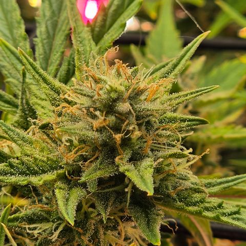 Gold Glue growlog timeline photo