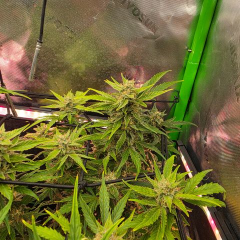 Gold Glue growlog timeline photo