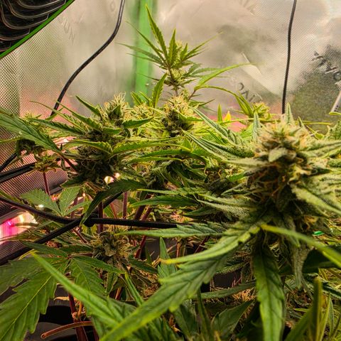 Gold Glue growlog timeline photo