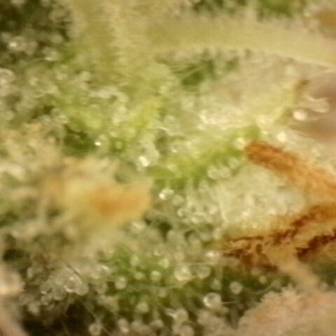 Gold Glue growlog timeline photo