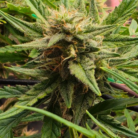 Gold Glue growlog timeline photo