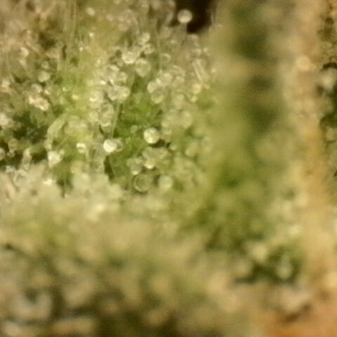 Gold Glue growlog timeline photo