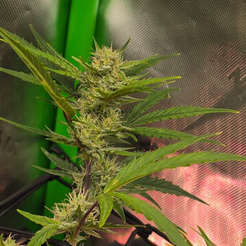 Gold Glue growlog timeline photo