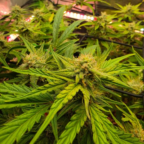 Gold Glue growlog timeline photo