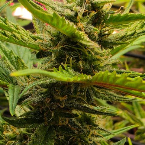 Gold Glue growlog timeline photo