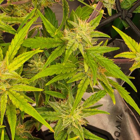 Gold Glue growlog timeline photo