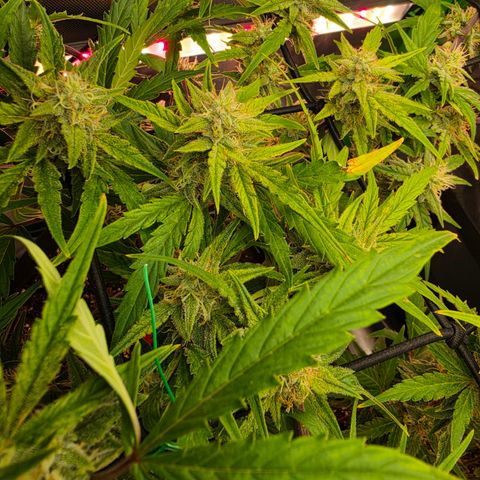 Gold Glue growlog timeline photo